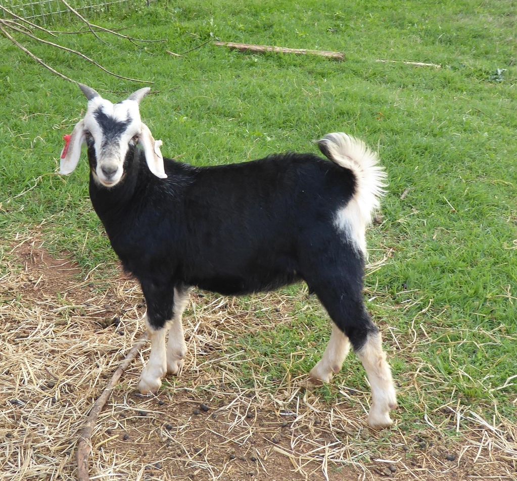 Bear Creek Farms Kiko, Goat, Breeder, Kiko